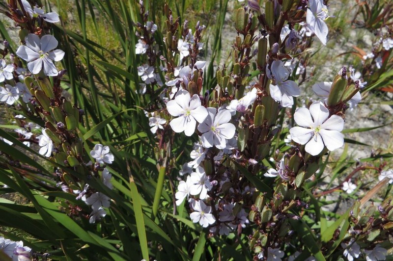 Aristea bakeri photo 5