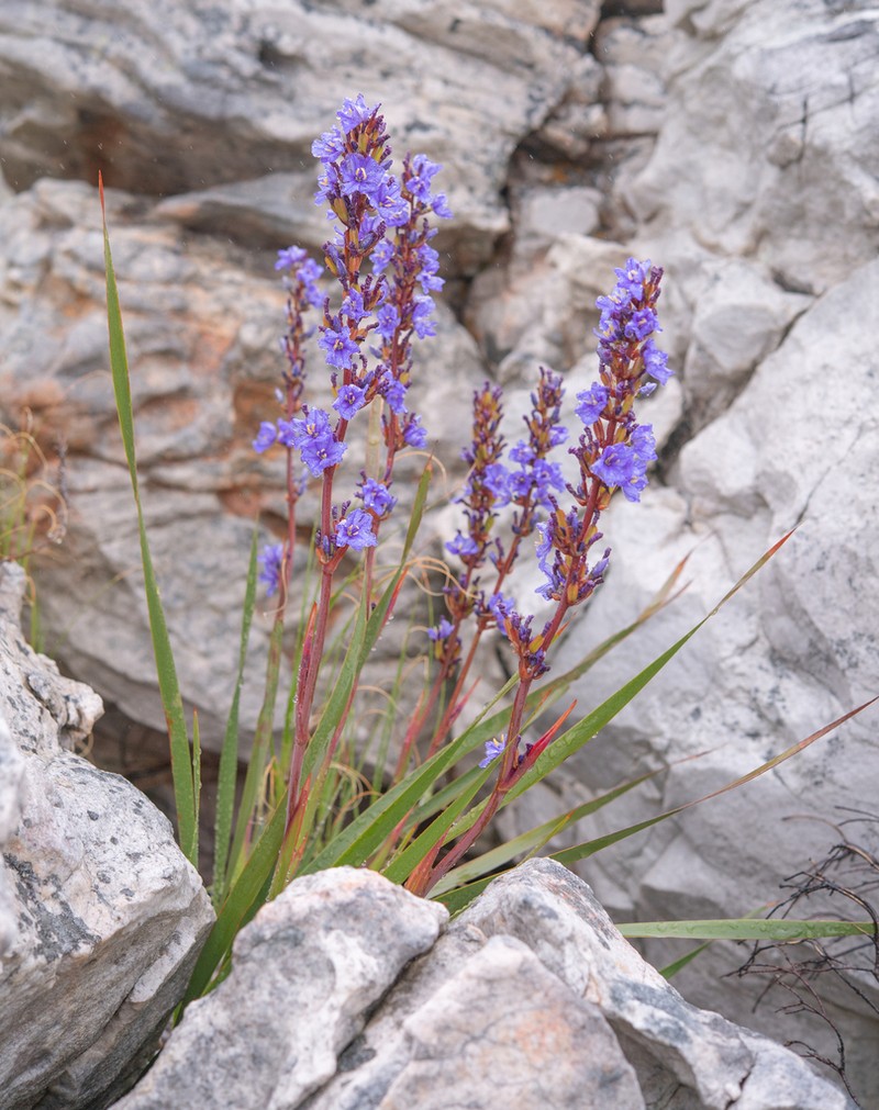 Aristea bakeri photo 7