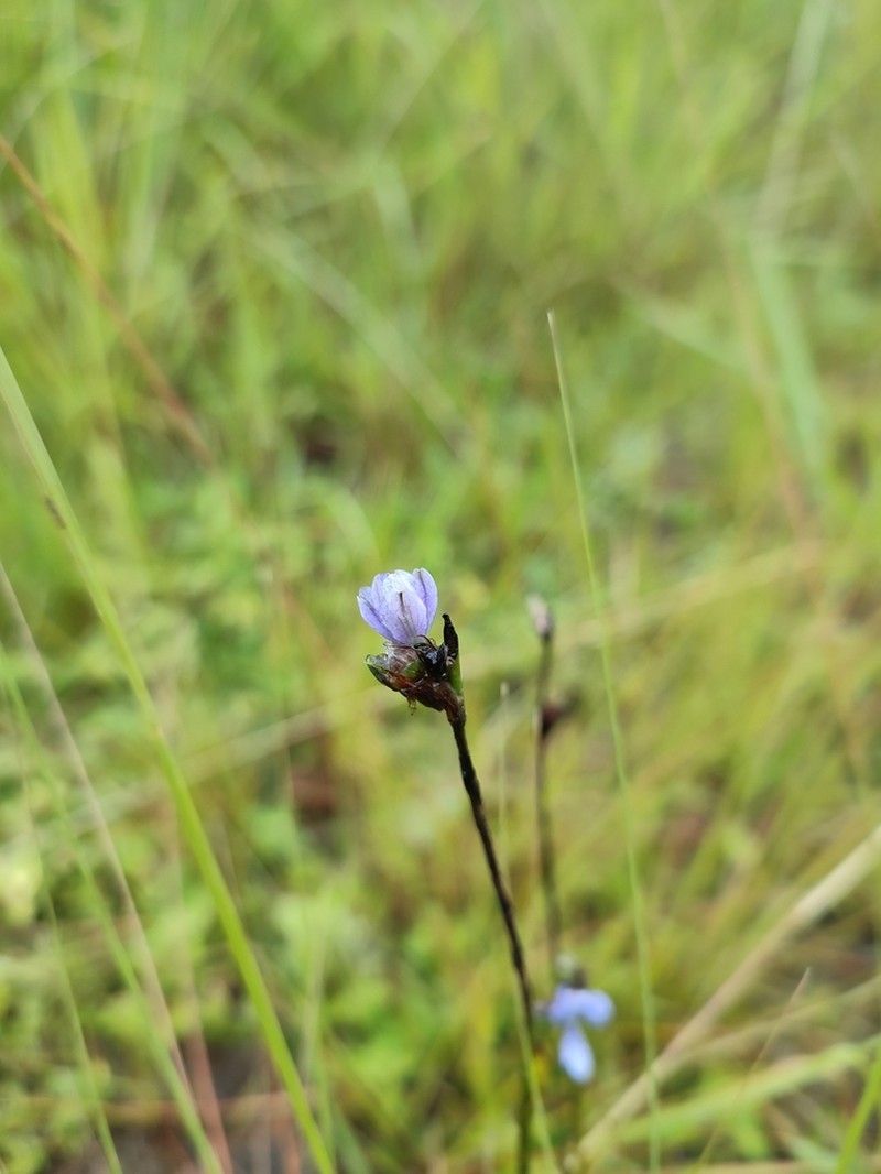Aristea bequaertii photo 3