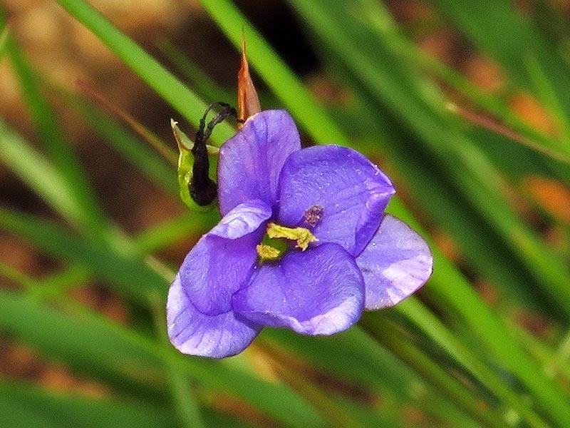 Aristea bequaertii photo 4