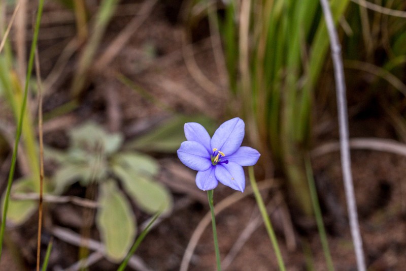 Aristea bequaertii photo 5