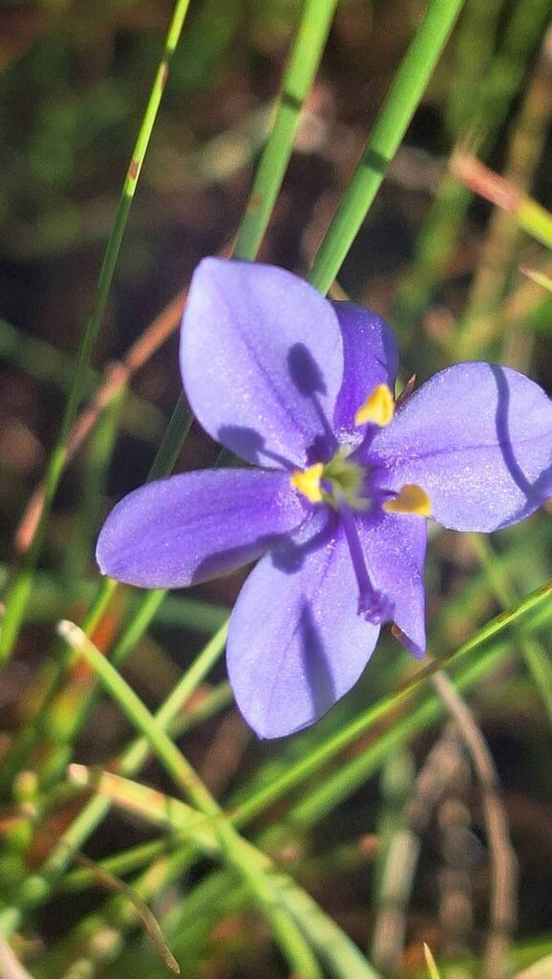Aristea bequaertii photo 6