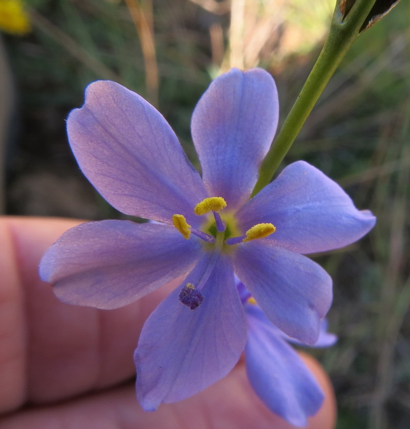 Aristea bequaertii photo 8