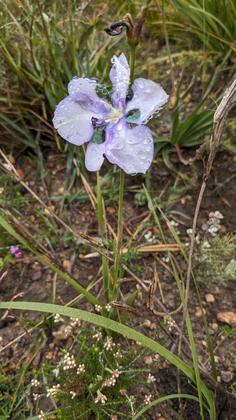 Aristea biflora