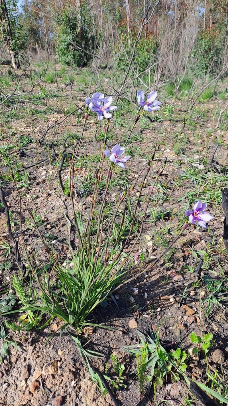 Aristea biflora photo 2