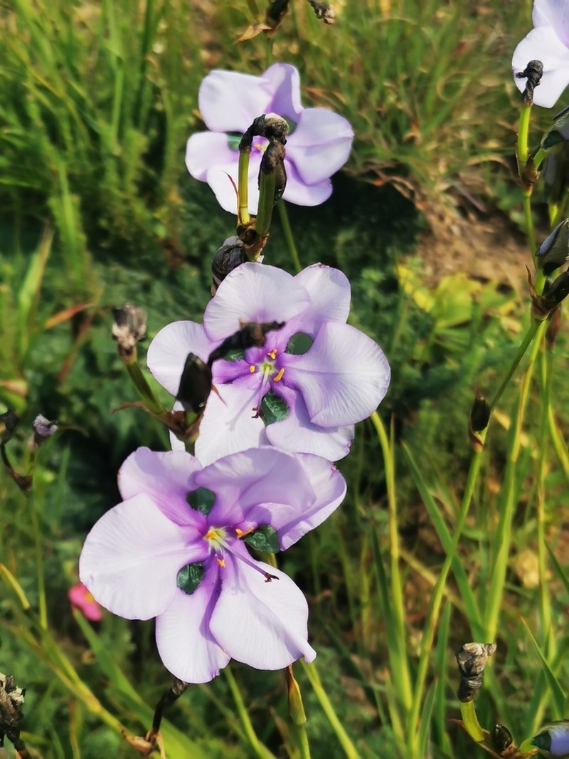 Aristea biflora photo 3