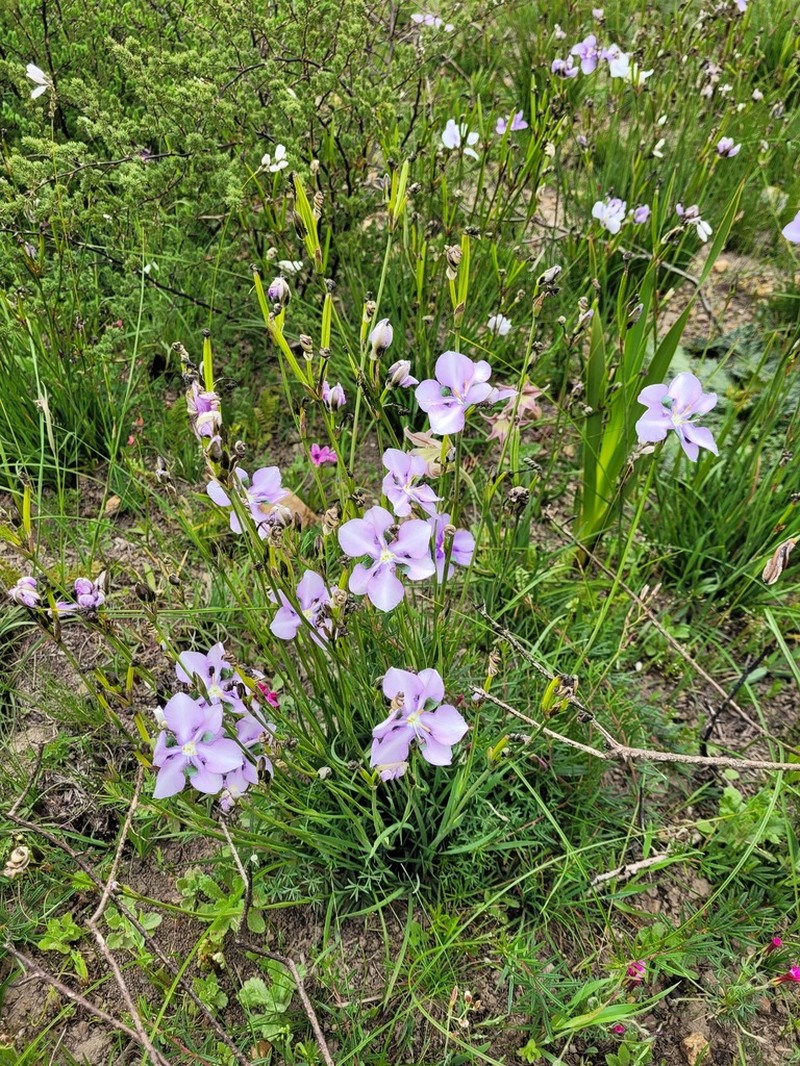 Aristea biflora photo 4