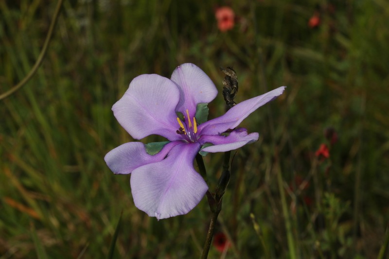 Aristea biflora photo 5