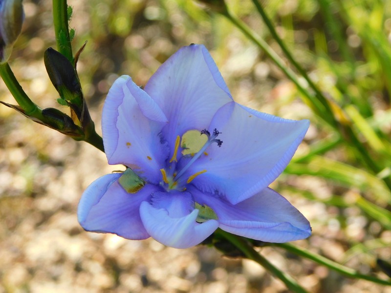 Aristea biflora photo 6