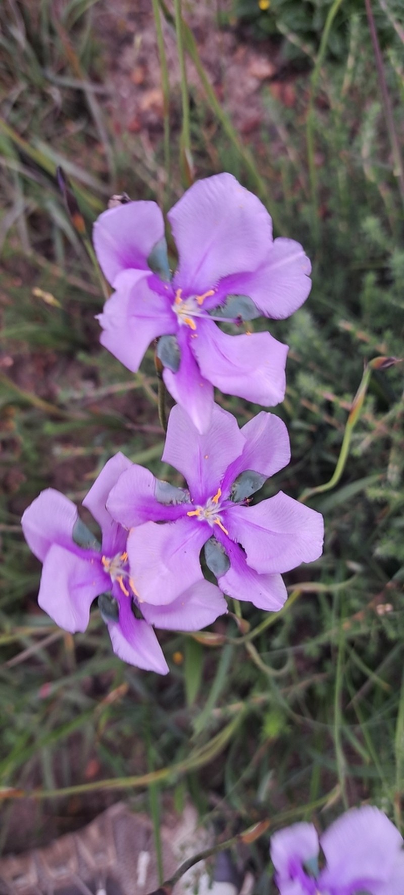 Aristea biflora photo 7