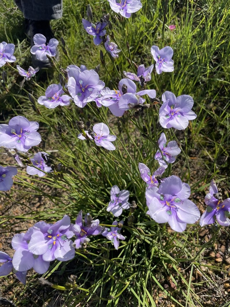 Aristea biflora photo 8