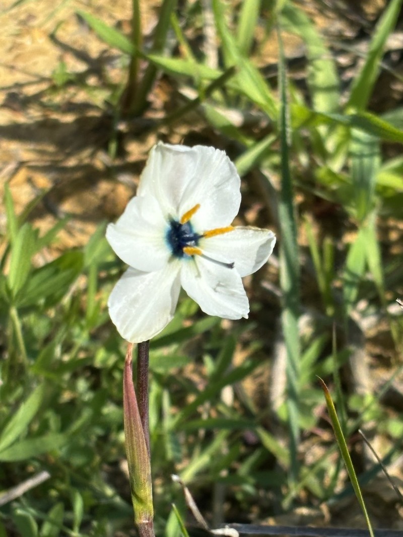 Aristea cantharophila