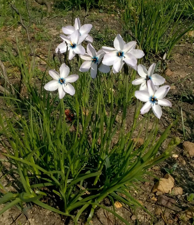 Aristea cantharophila photo 2