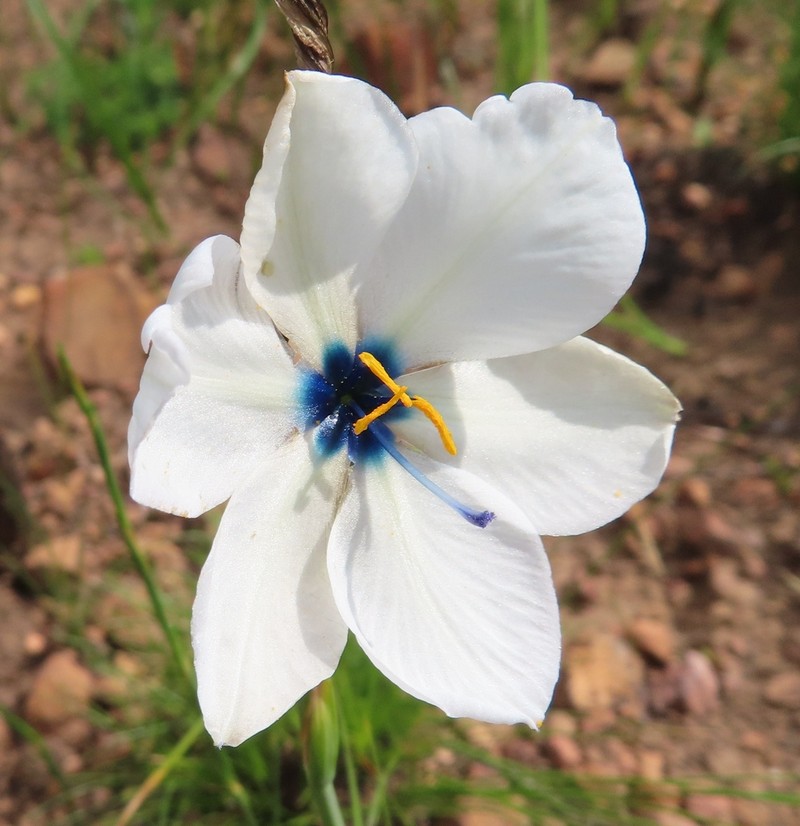 Aristea cantharophila photo 3
