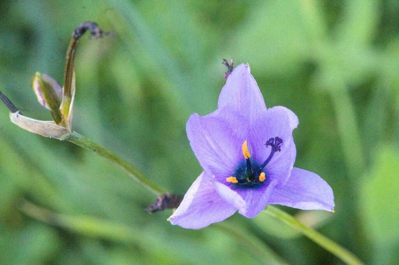 Aristea cantharophila photo 4