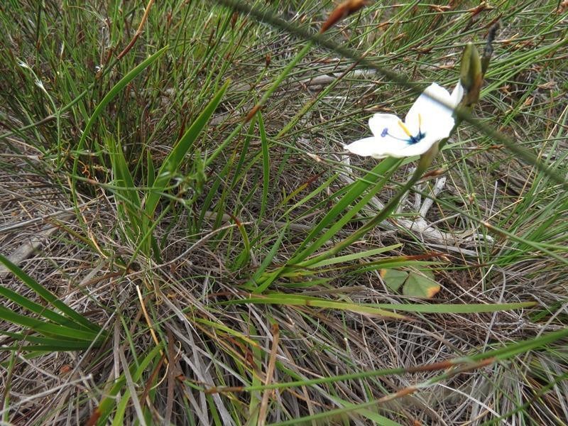 Aristea cantharophila photo 6