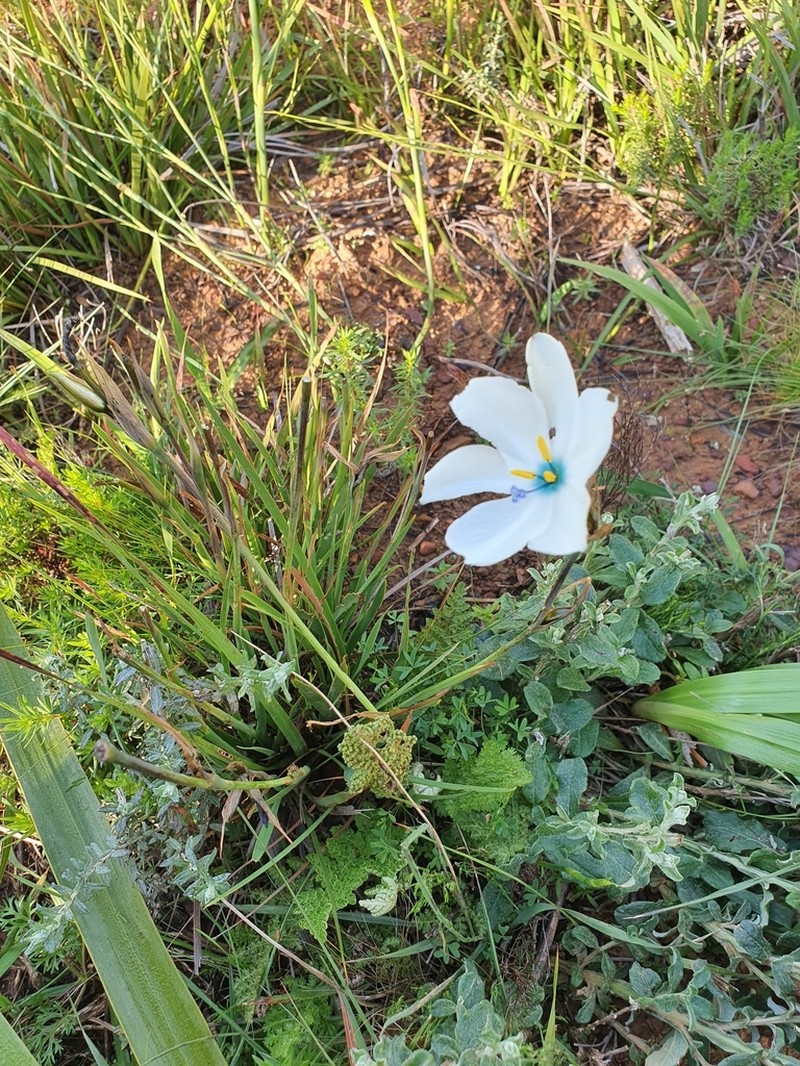 Aristea cantharophila photo 7