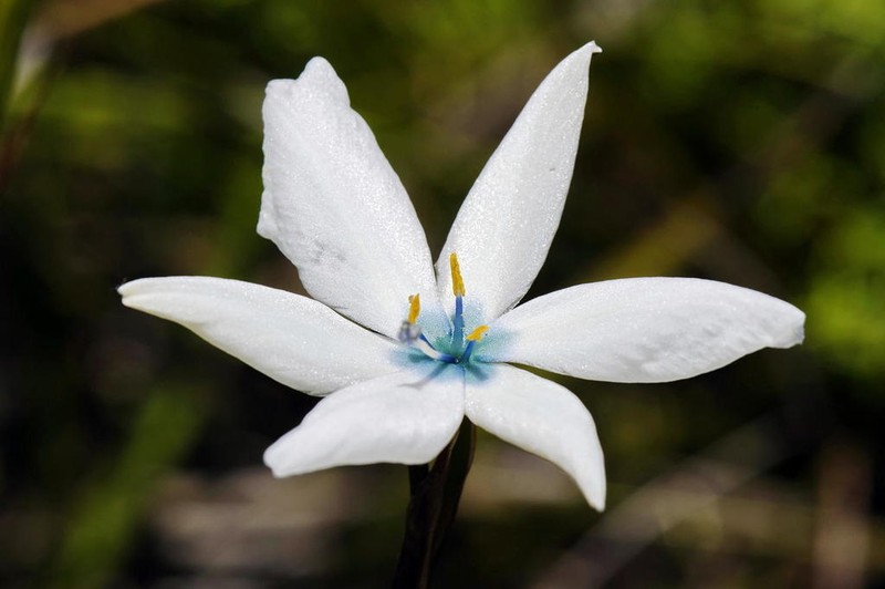 Aristea cantharophila photo 8