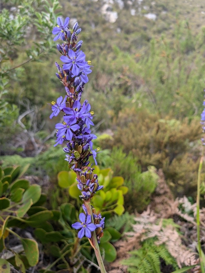 Aristea capitata