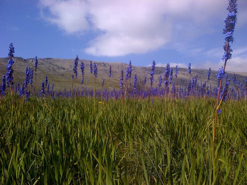 Aristea capitata photo 2