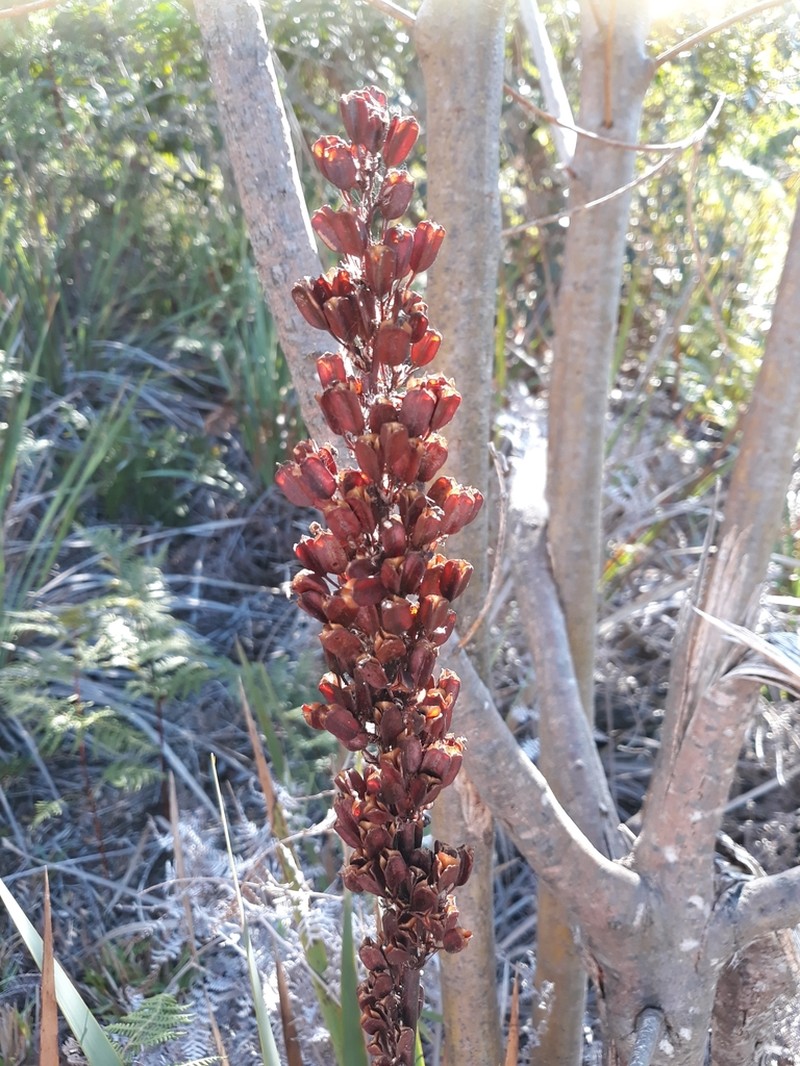 Aristea capitata photo 3