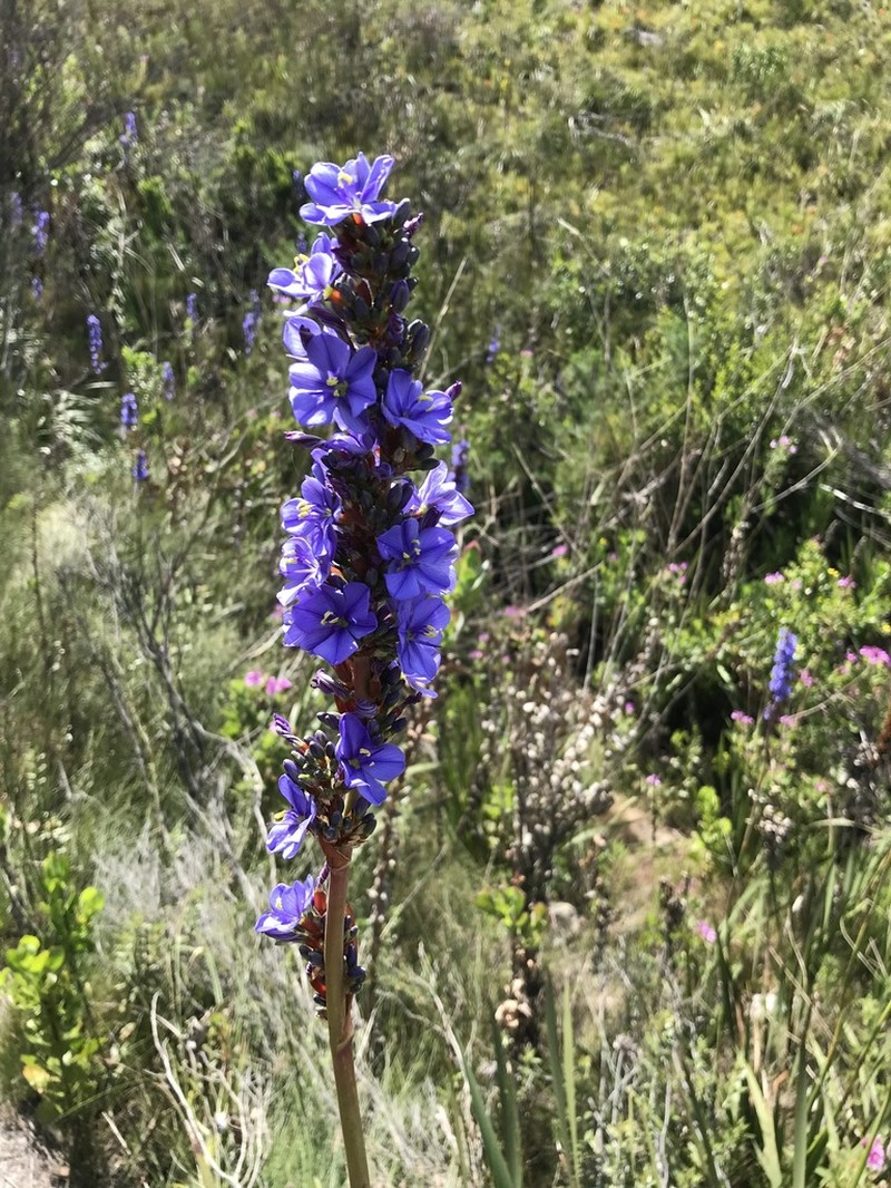Aristea capitata photo 4