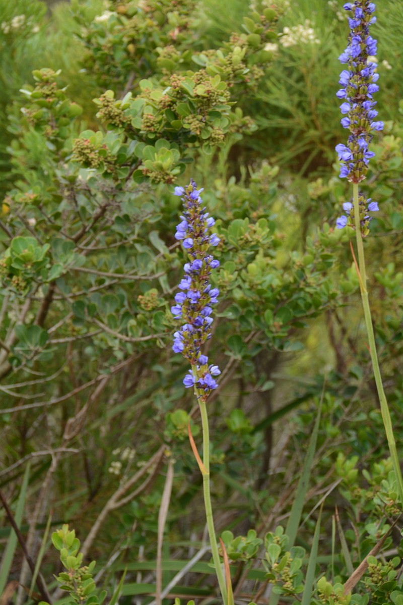 Aristea capitata photo 5