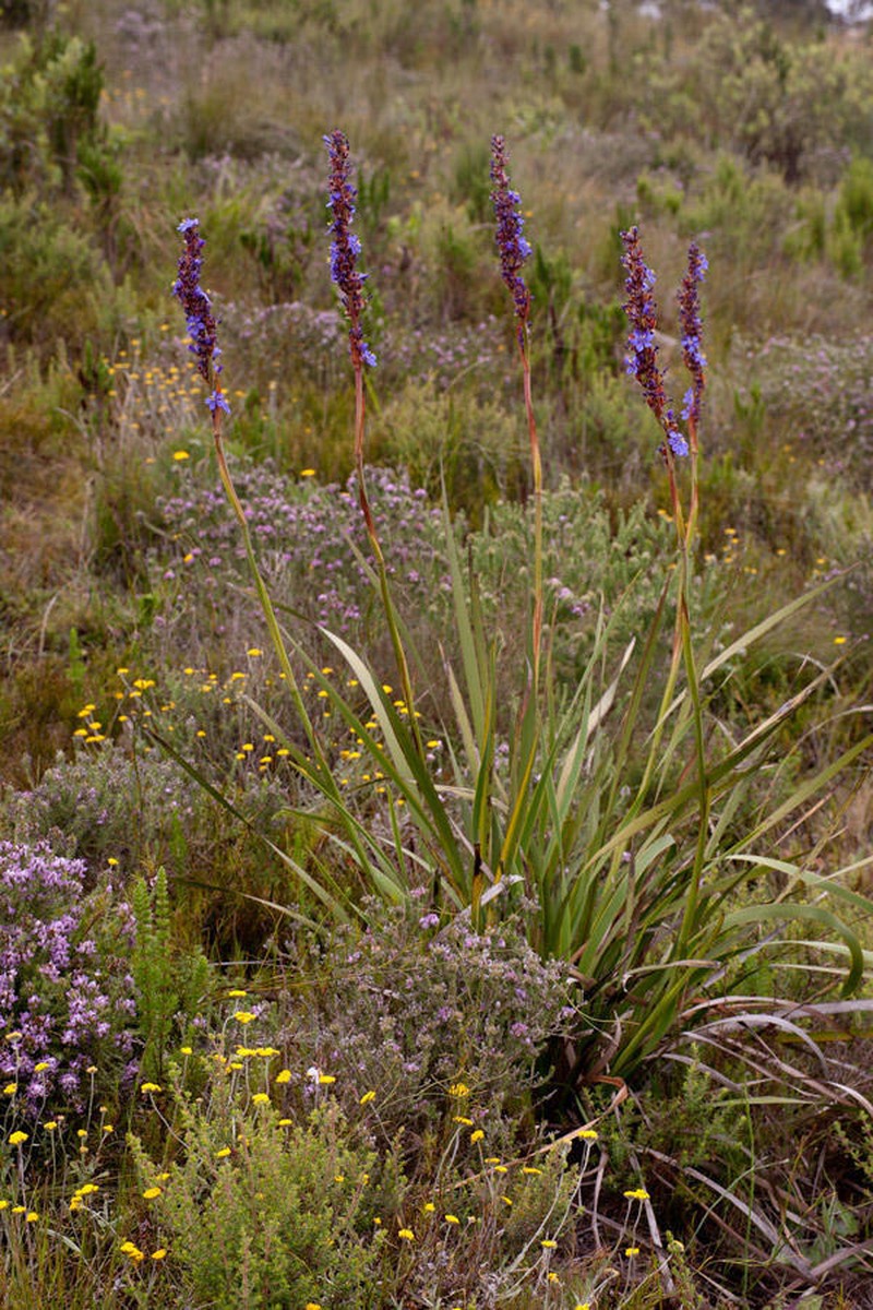 Aristea capitata photo 6