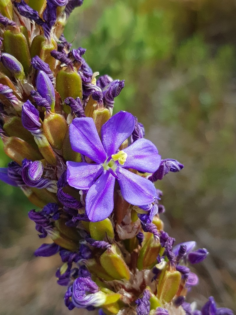 Aristea capitata photo 7