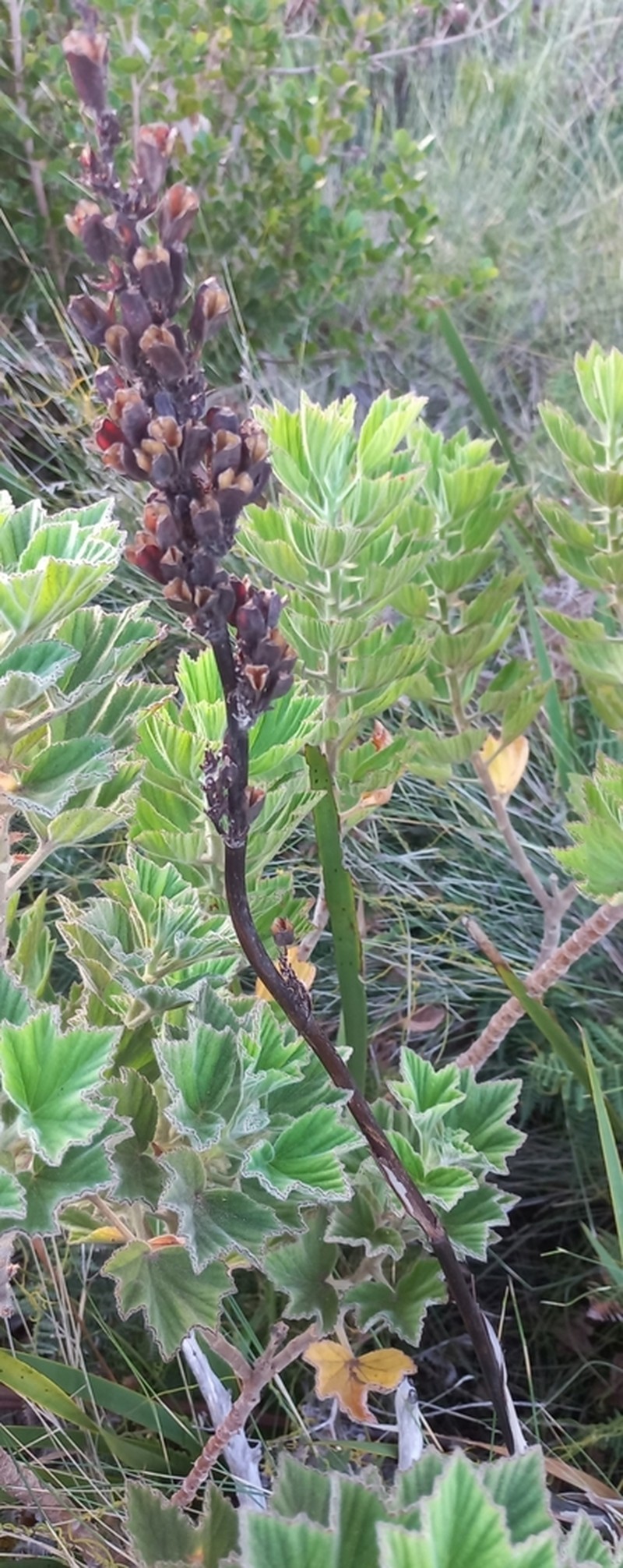Aristea capitata photo 8