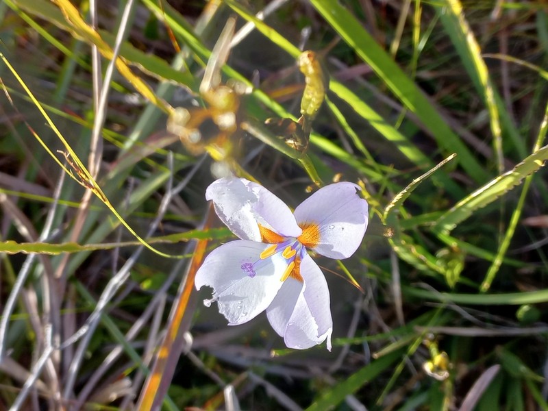 Aristea cistiflora