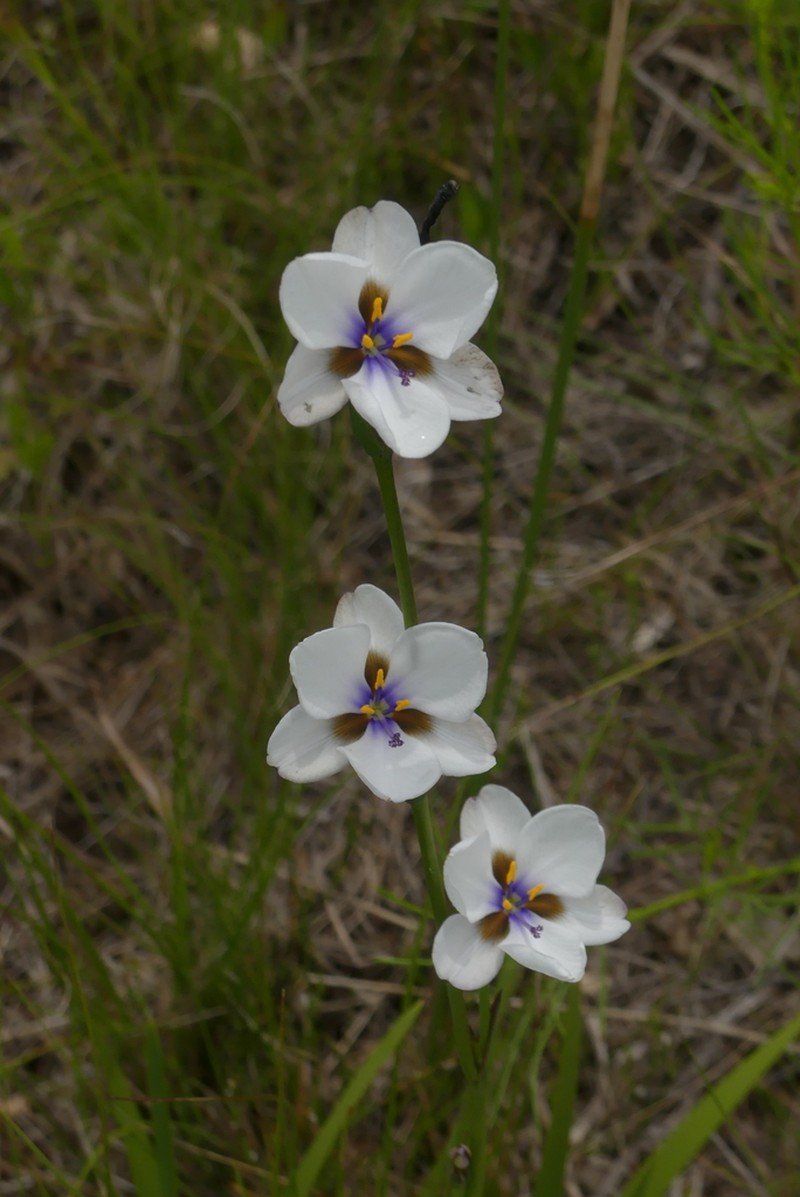 Aristea cistiflora photo 2