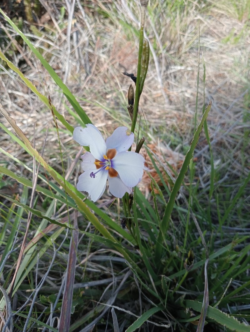 Aristea cistiflora photo 3