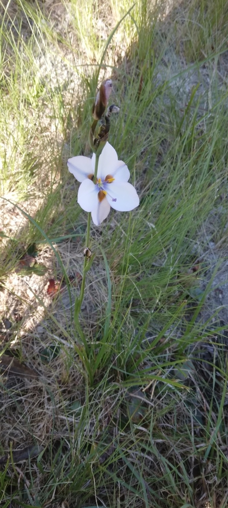 Aristea cistiflora photo 4