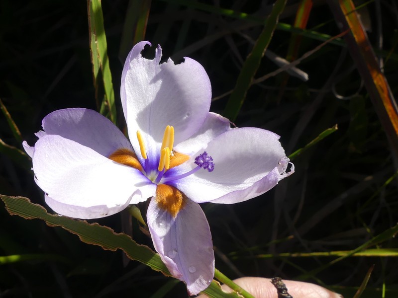 Aristea cistiflora photo 5