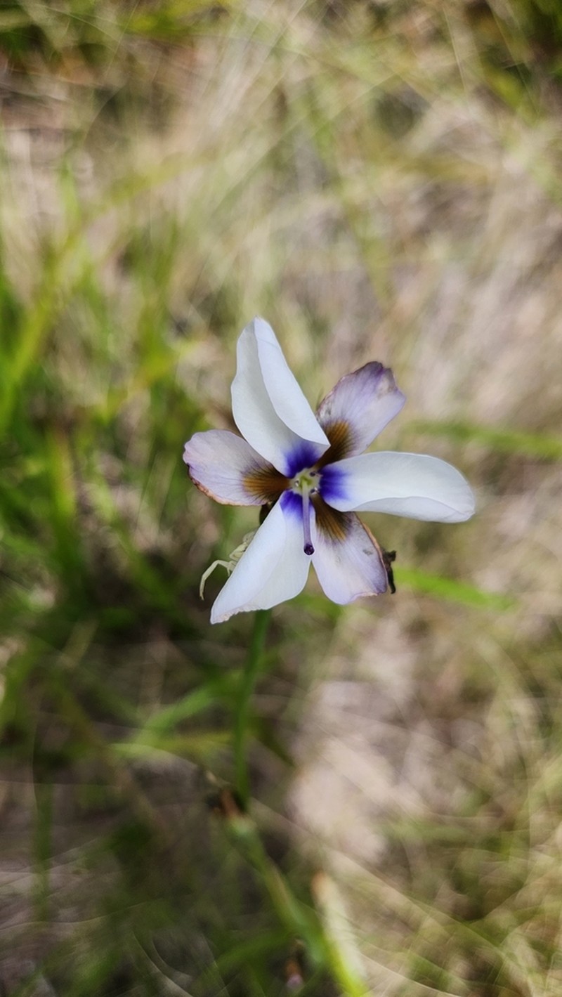 Aristea cistiflora photo 6