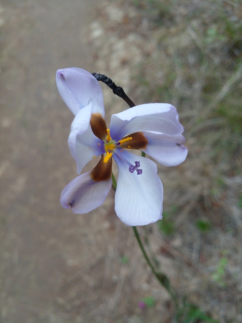Aristea cistiflora photo 8