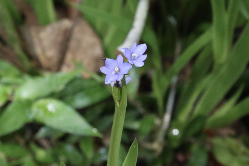 Aristea cladocarpa