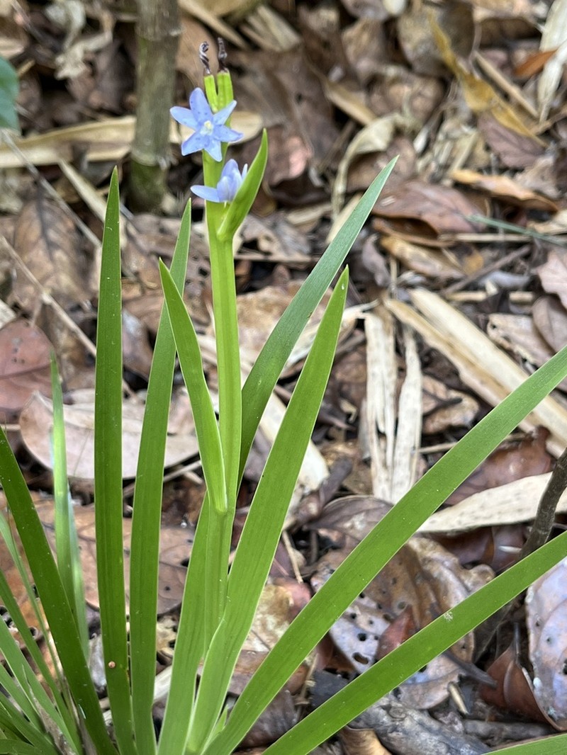 Aristea cladocarpa photo 2