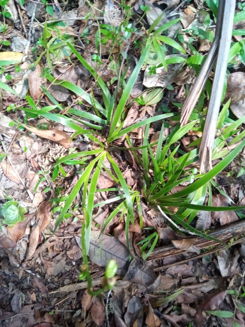 Aristea cladocarpa photo 3