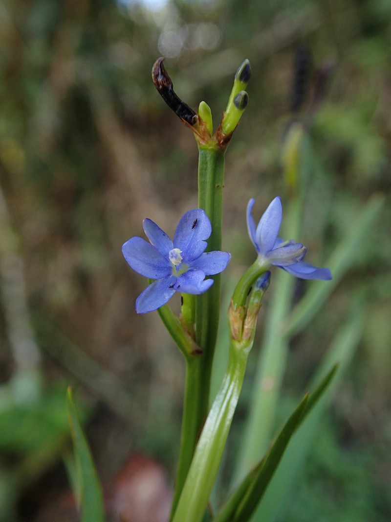 Aristea cladocarpa photo 4