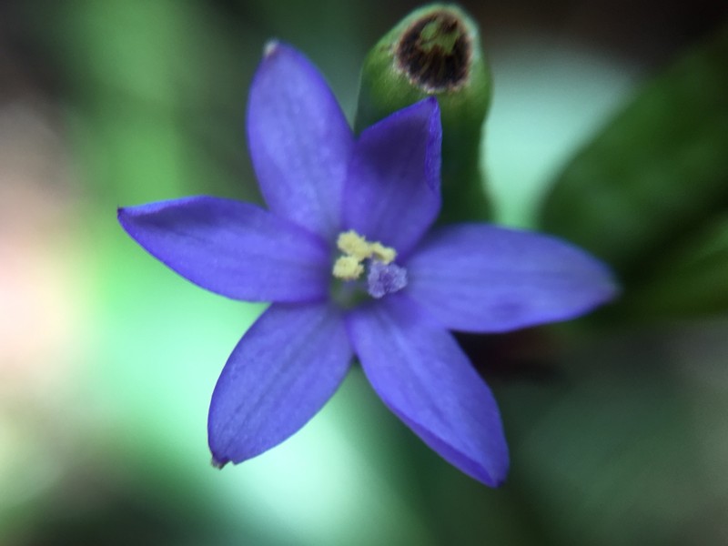 Aristea cladocarpa photo 7