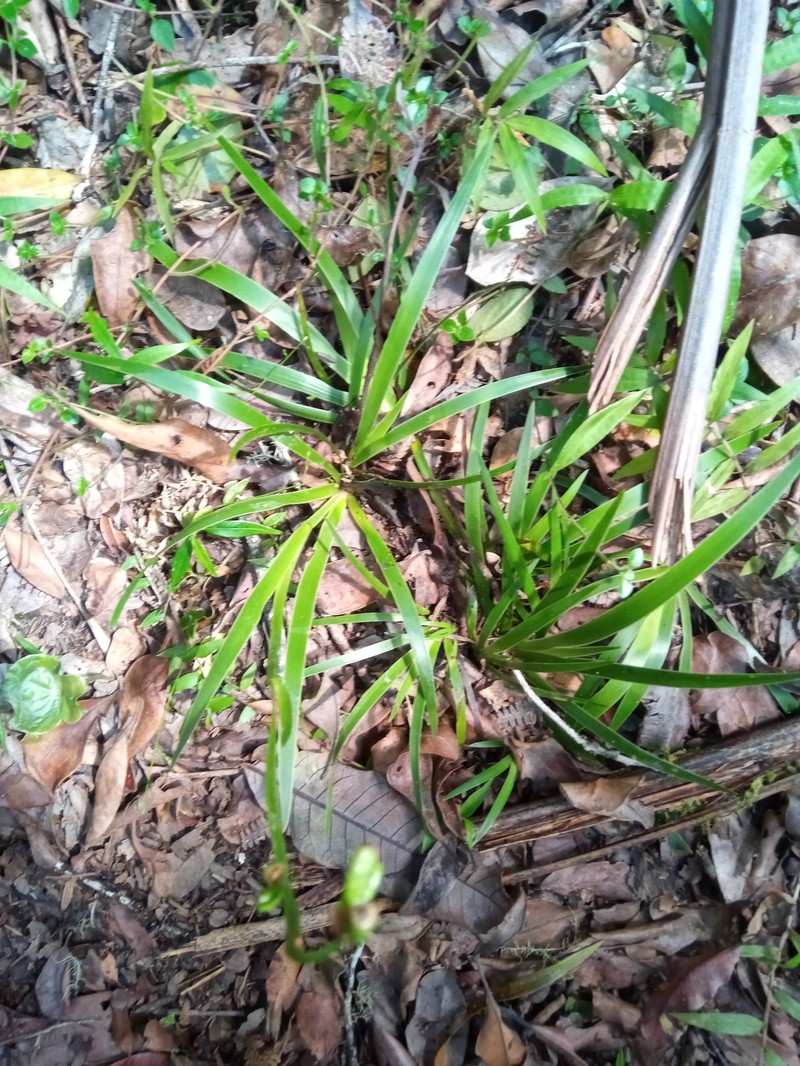 Aristea cladocarpa photo 8