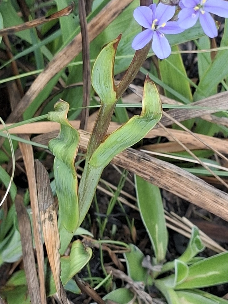 Gerrard's Aristea