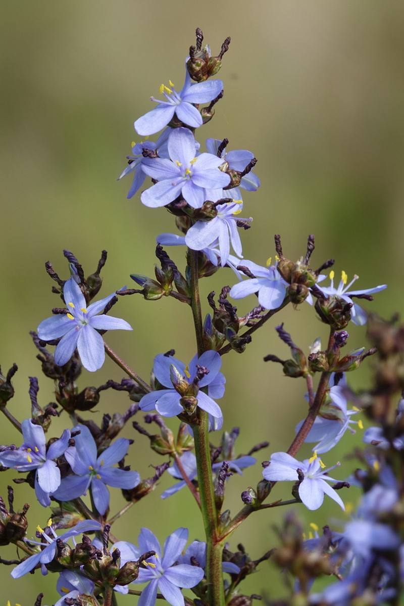 Gerrard's Aristea photo 2