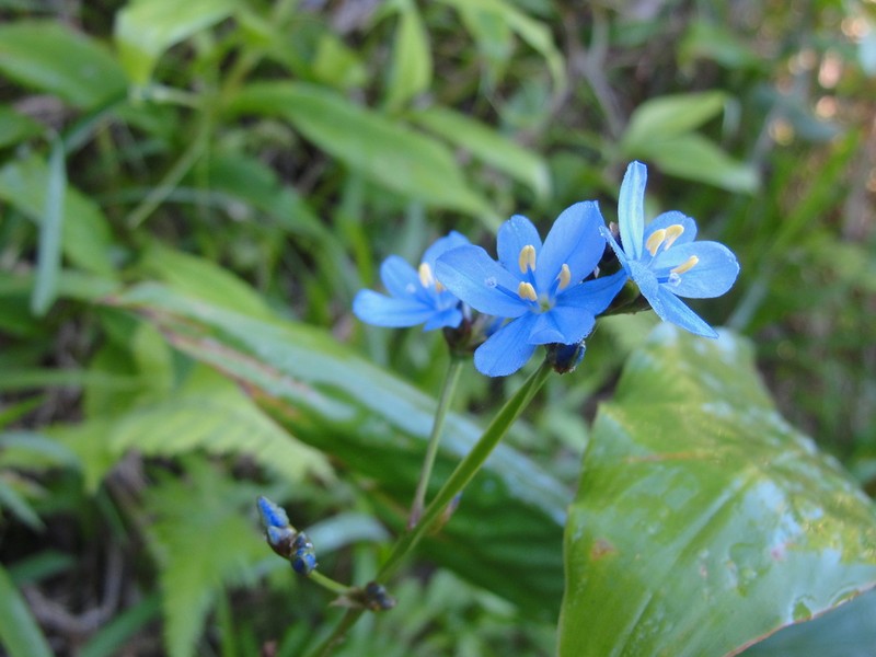Gerrard's Aristea photo 3