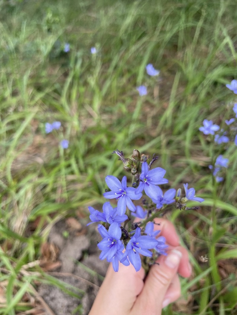 Gerrard's Aristea photo 4