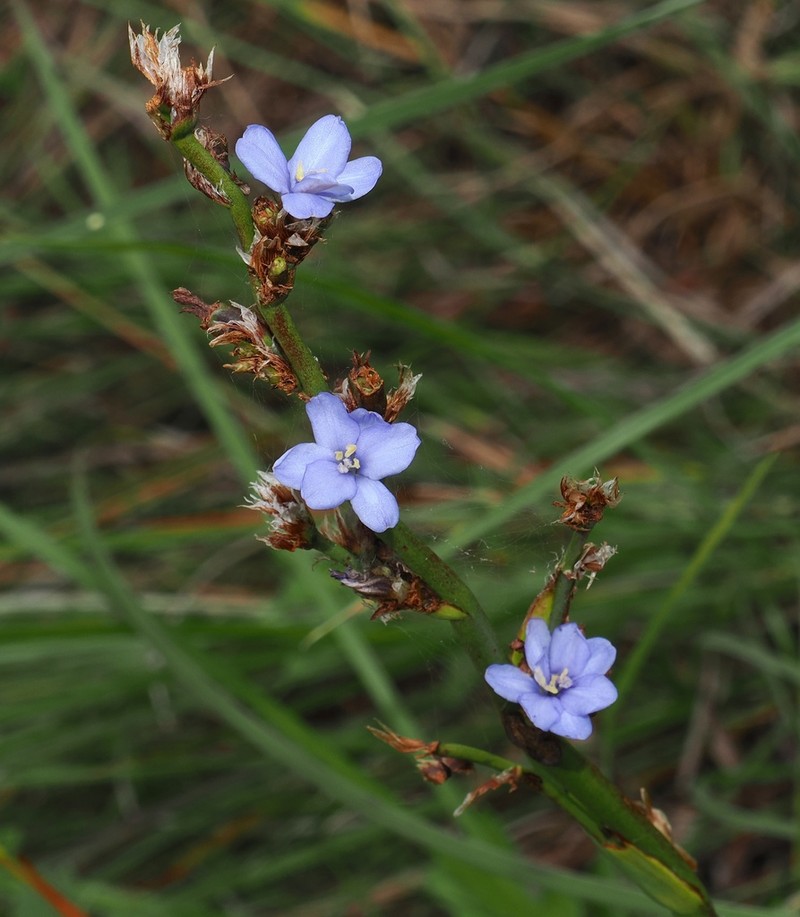 Gerrard's Aristea photo 5
