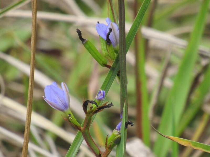 Gerrard's Aristea photo 6