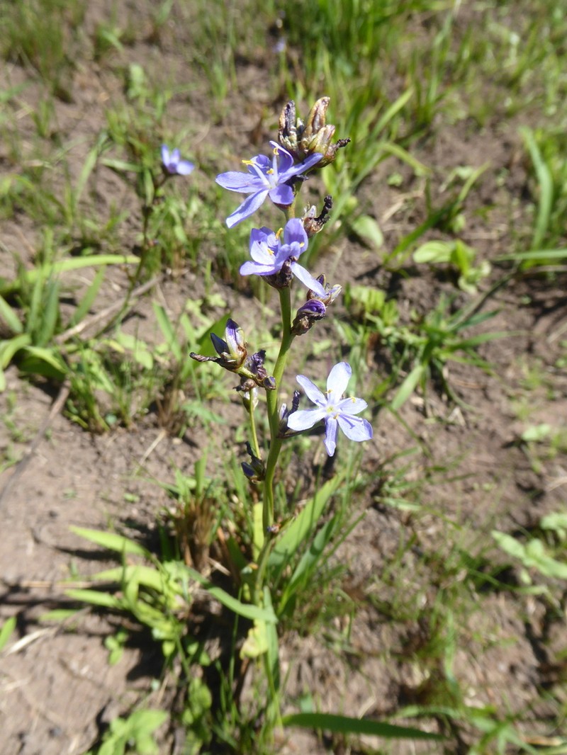 Gerrard's Aristea photo 7